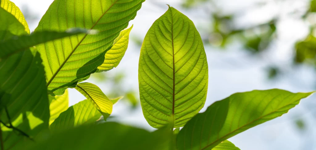 best kratom vendors