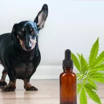 CBD Oil for Pets: Benefits and Safety Tips