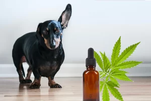 CBD Oil for Pets: Benefits and Safety Tips